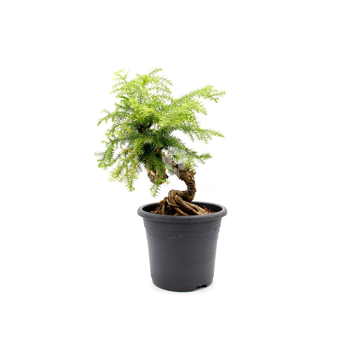 Bonsai pianta di Araucaria - bonsai di Araucaria
