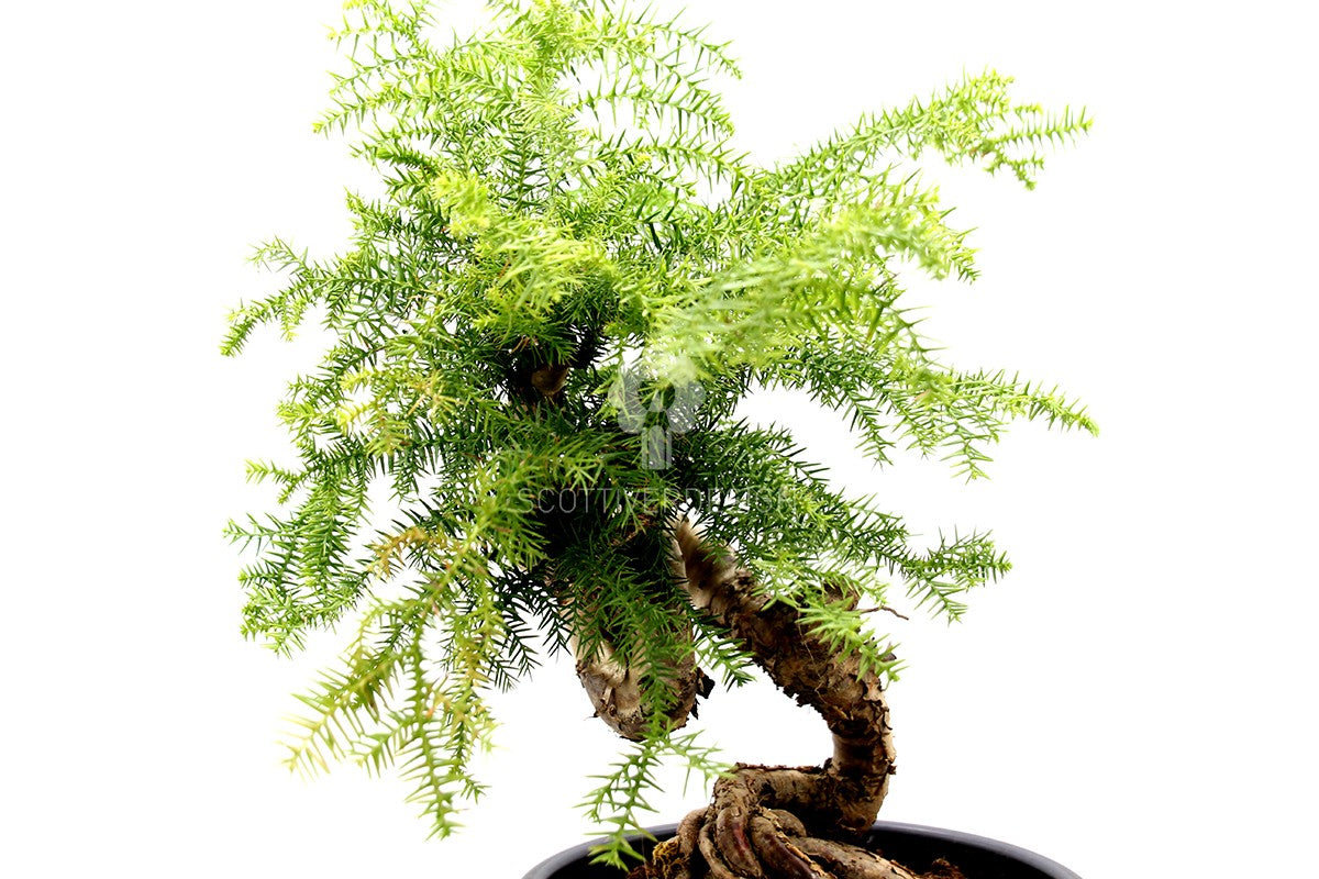 Bonsai pianta di Araucaria - bonsai di Araucaria