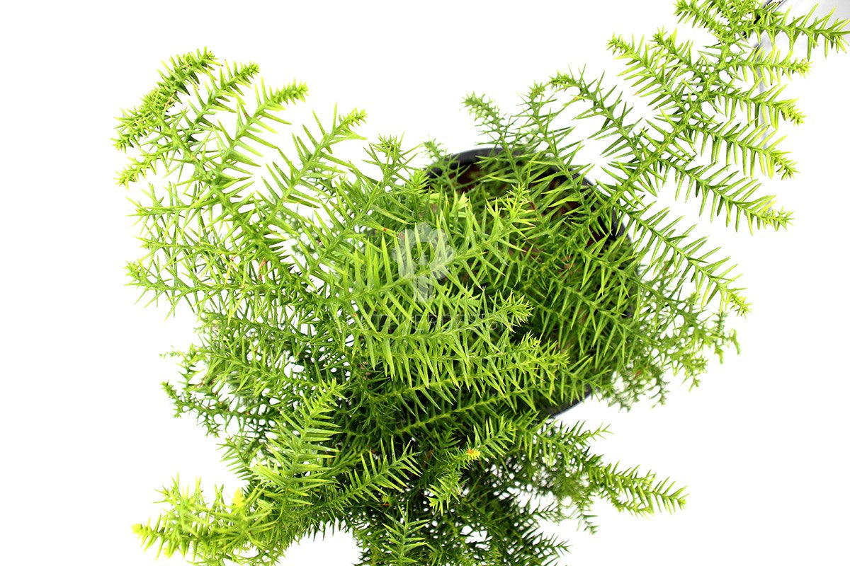 Bonsai pianta di Araucaria - bonsai di Araucaria