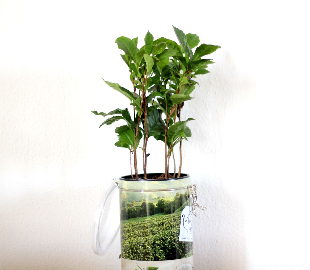 Pianta del Tè - Pianta del tè