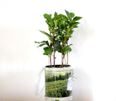 Pianta del Tè - Pianta del tè