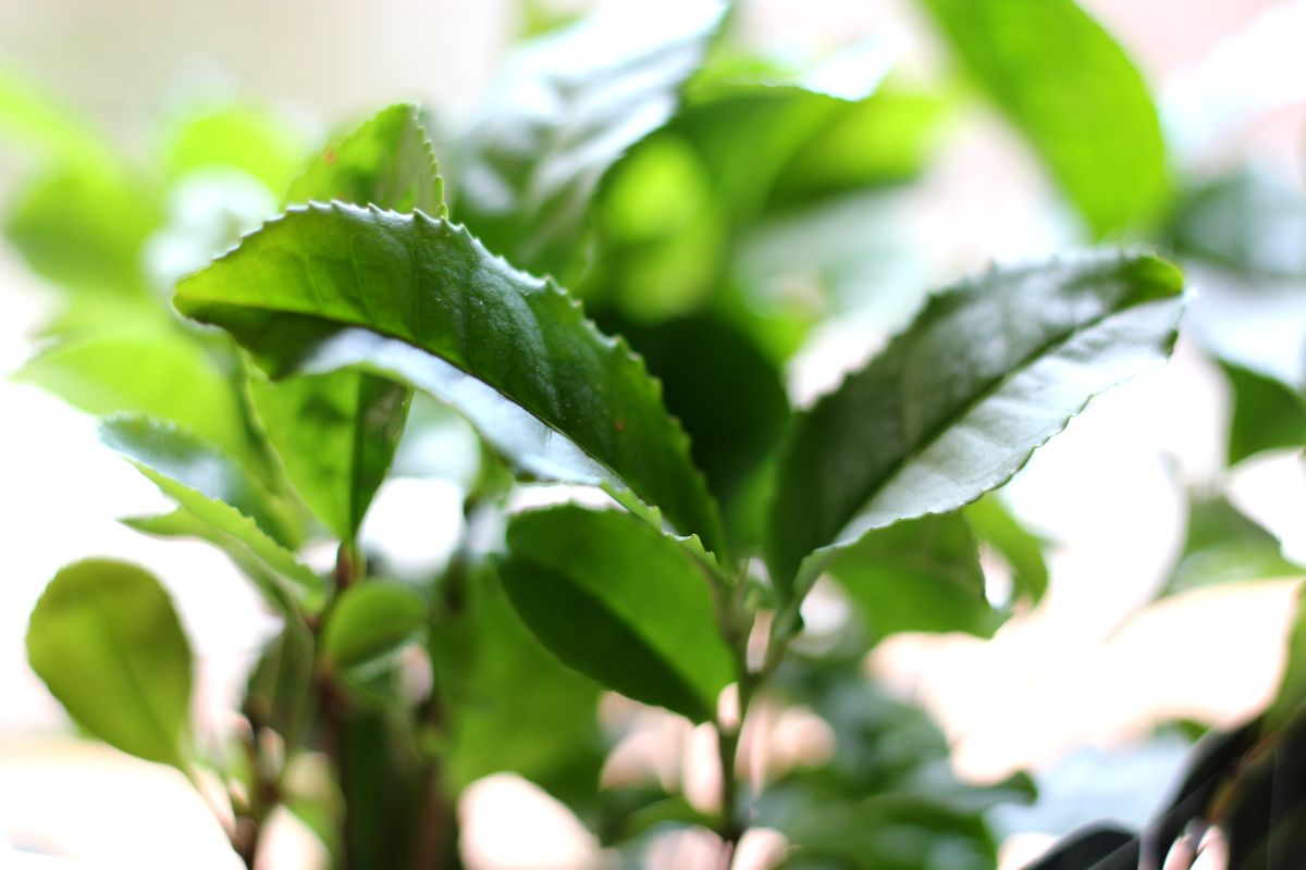 Pianta del Tè - Pianta del tè