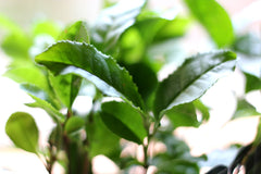 Pianta del Tè - Pianta del tè