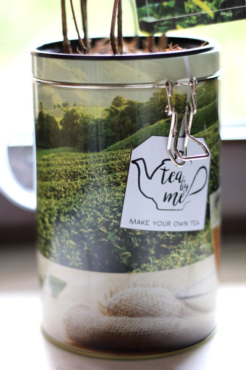 Pianta del Tè - Pianta del tè