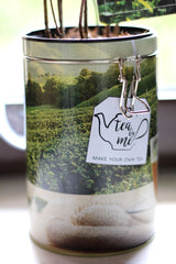 Pianta del Tè - Pianta del tè