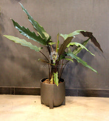 Alocasia Lauterbachiana : Piante verdi da appartamento - Alocasia-lauterbachiana-17