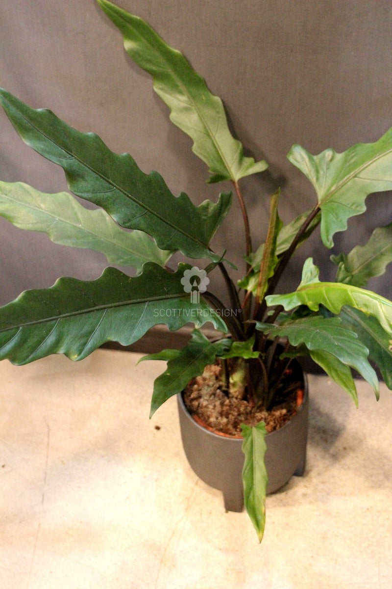 Alocasia Lauterbachiana : Piante verdi da appartamento - Alocasia-lauterbachiana-17