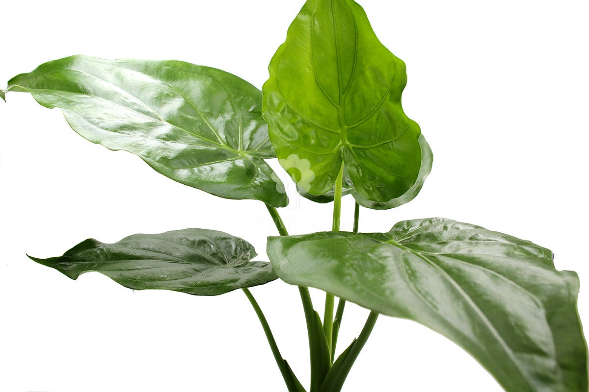 Alocasia Cuculata : Piante verdi da appartamento - Alocasia cuculata
