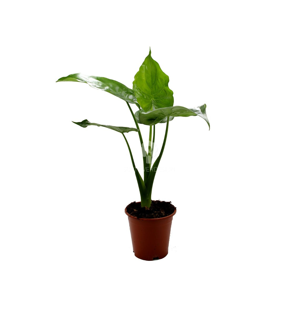Alocasia Cuculata : Piante verdi da appartamento - Alocasia cuculata