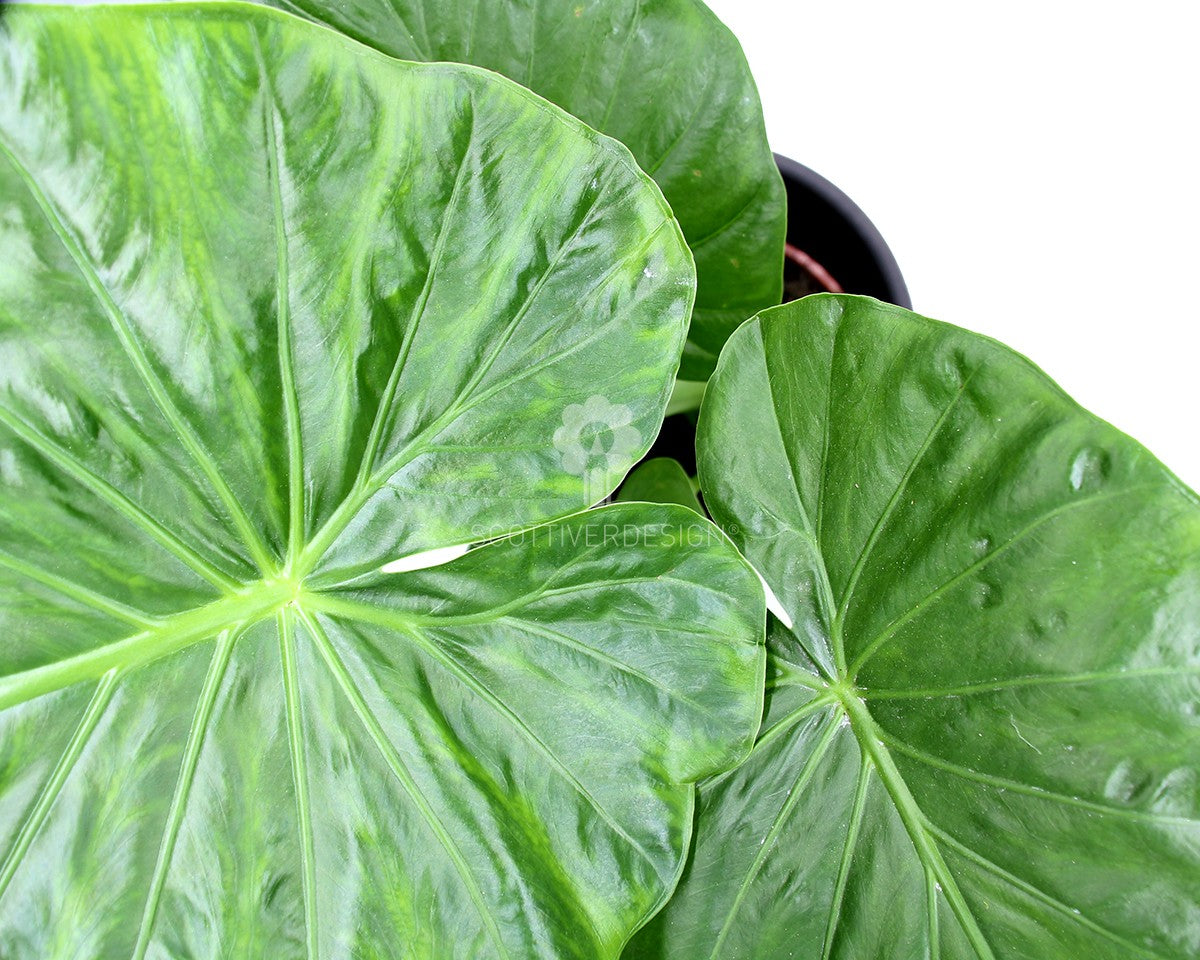 Alocasia Cuculata : Piante verdi da appartamento - Alocasia cuculata