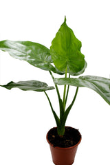 Alocasia Cuculata : Piante verdi da appartamento - Alocasia cuculata