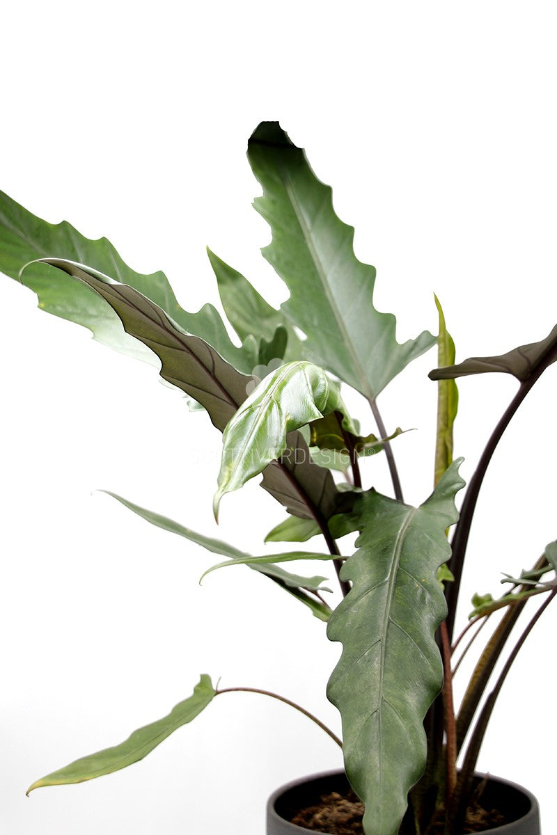 Alocasia Lauterbachiana : Piante verdi da appartamento - Alocasia-lauterbachiana-17