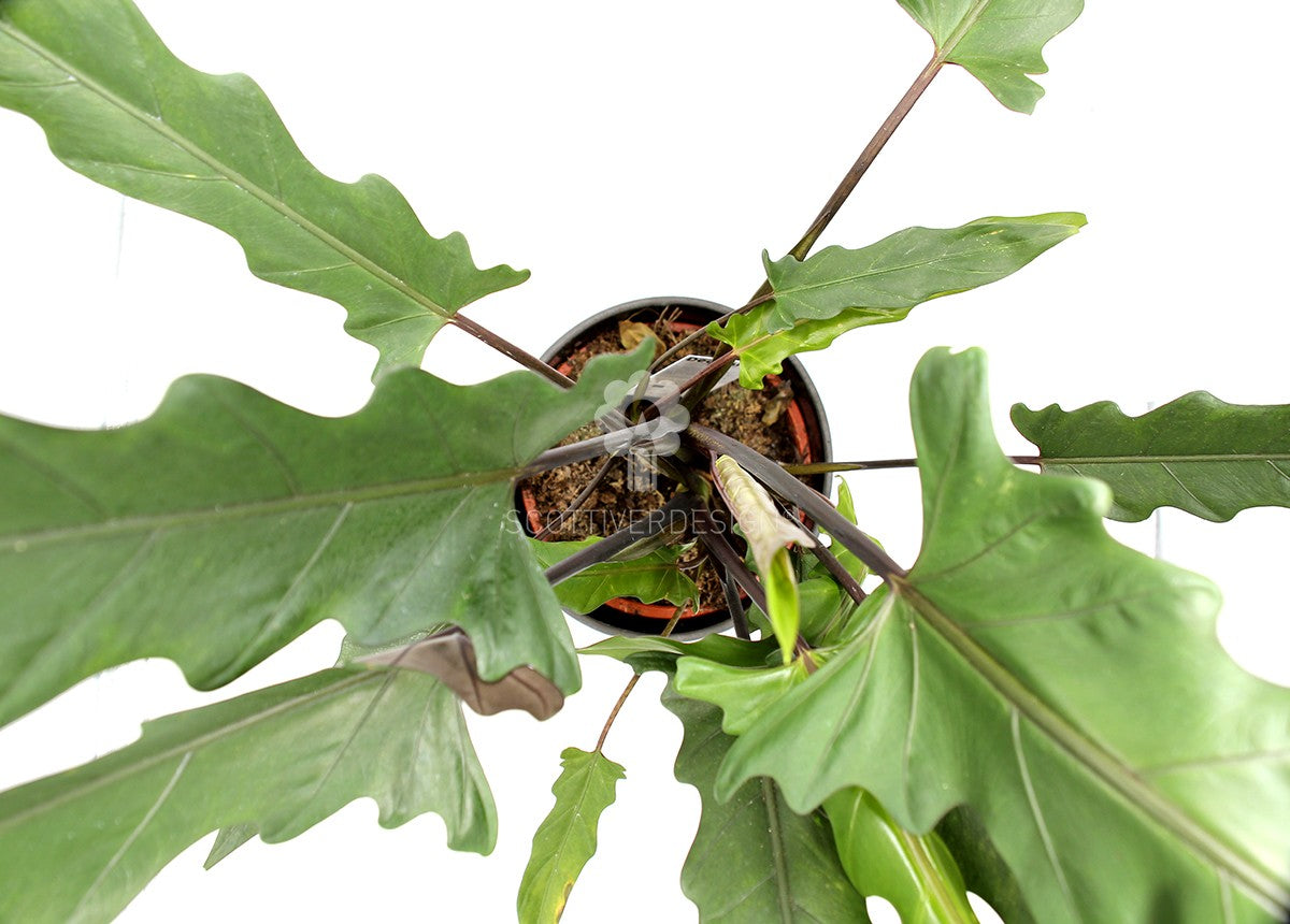 Alocasia Lauterbachiana : Piante verdi da appartamento - Alocasia-lauterbachiana-17