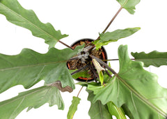 Alocasia Lauterbachiana : Piante verdi da appartamento - Alocasia-lauterbachiana-17