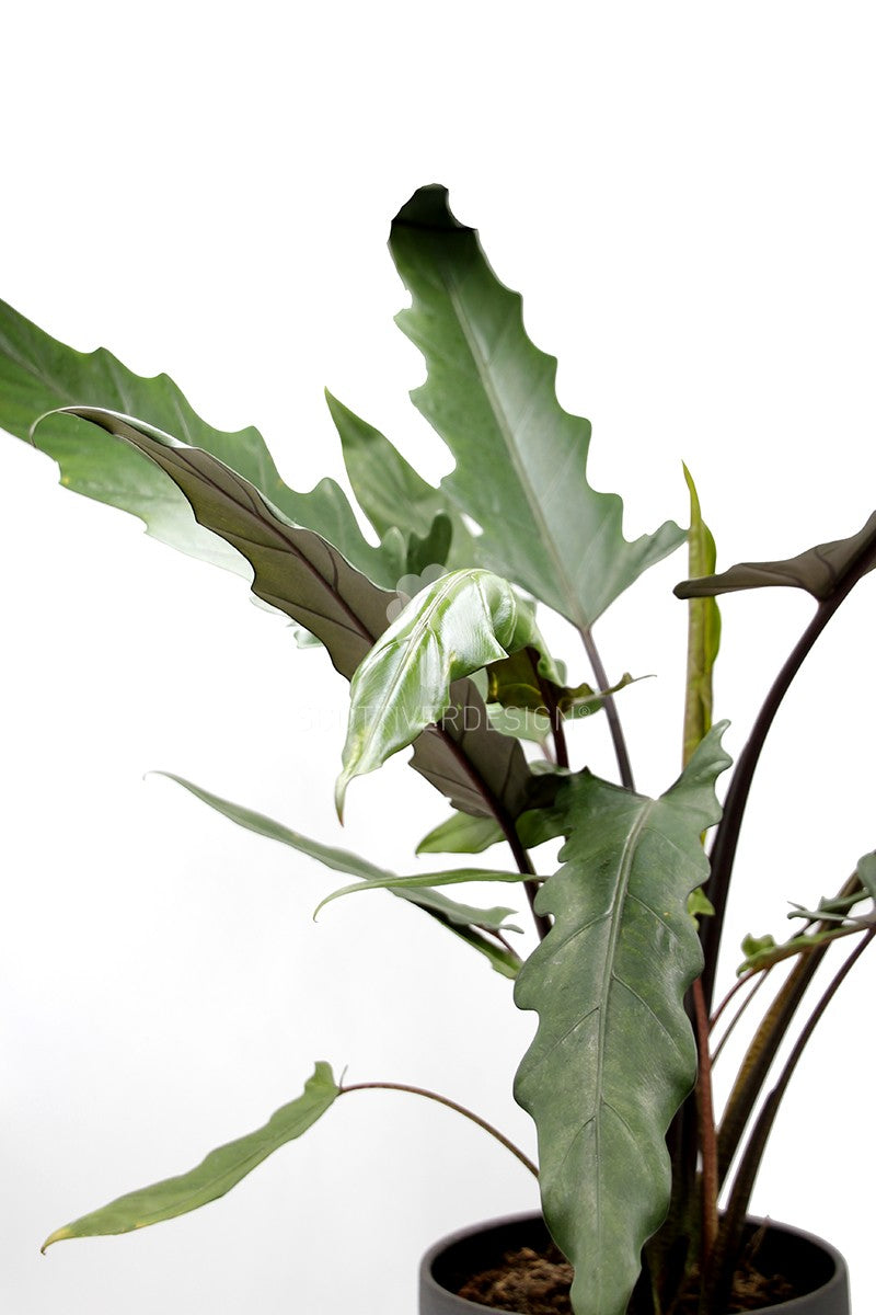 Alocasia Lauterbachiana : Piante verdi da appartamento - Alocasia-lauterbachiana-17