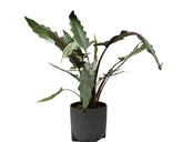 Alocasia Lauterbachiana : Piante verdi da appartamento - Alocasia-lauterbachiana-17