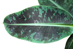 Pianta di Banano - musa-vaso-21