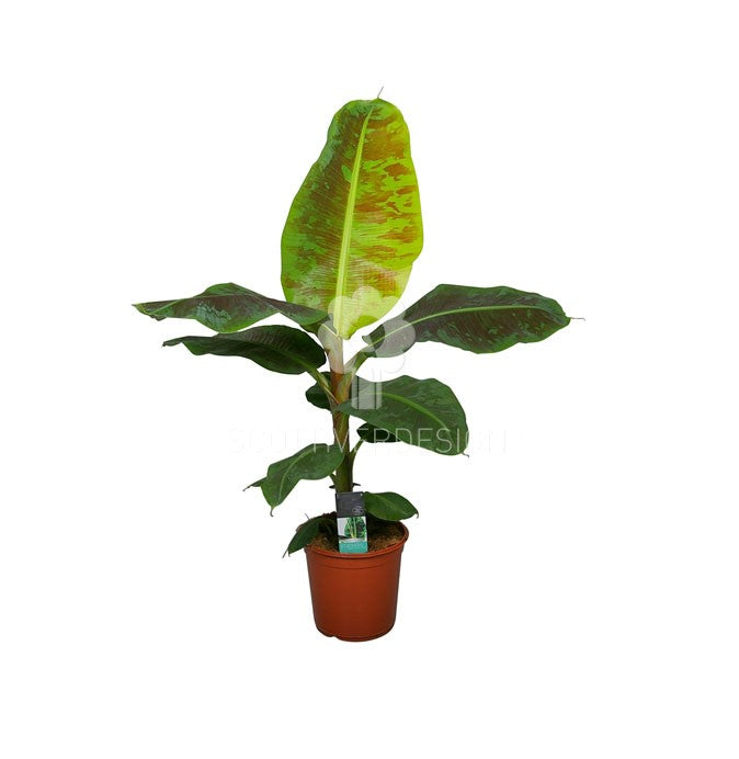 Pianta di Banano - musa-vaso-21