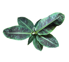 Pianta di Banano - musa-vaso-21