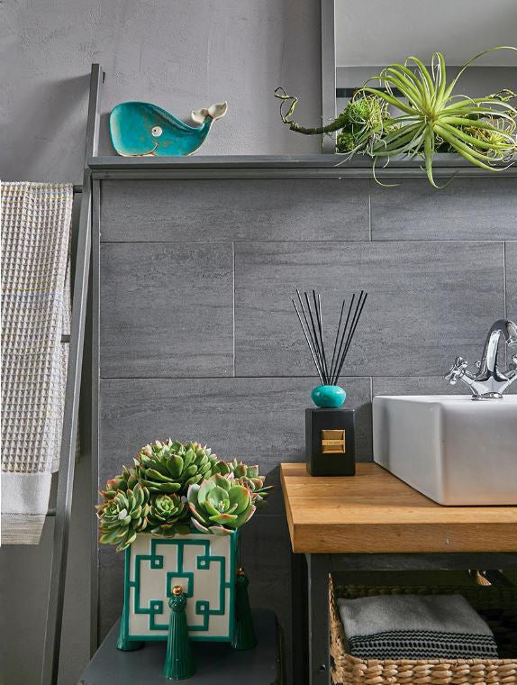 Echeveria Alata Pick H15 D12 - 232202