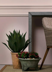 Euphorbia Crestata Artificiale - 232205