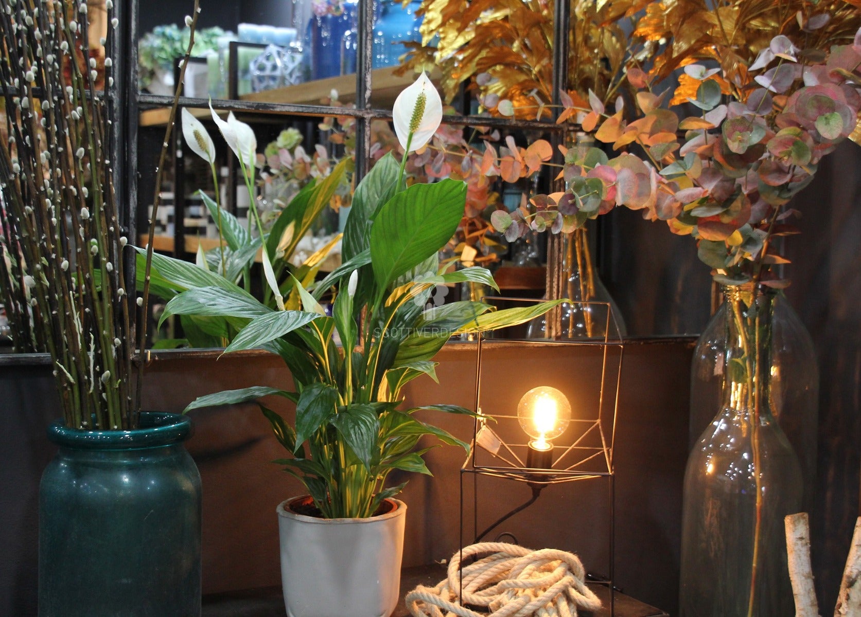 Pianta di Spatifillo : piante fiorite da appartamento - Spatifillo-17