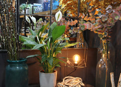 Pianta di Spatifillo : piante fiorite da appartamento - Spatifillo-17