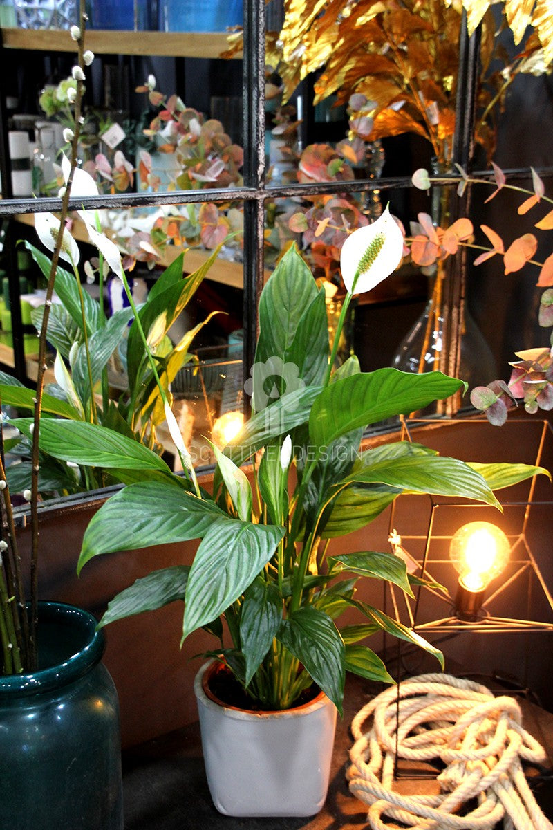 Pianta di Spatifillo : piante fiorite da appartamento - Spatifillo-17