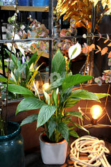 Pianta di Spatifillo : piante fiorite da appartamento - Spatifillo-17