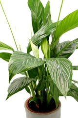 Pianta di Spatifillo : piante fiorite da appartamento - Spatifillo-17