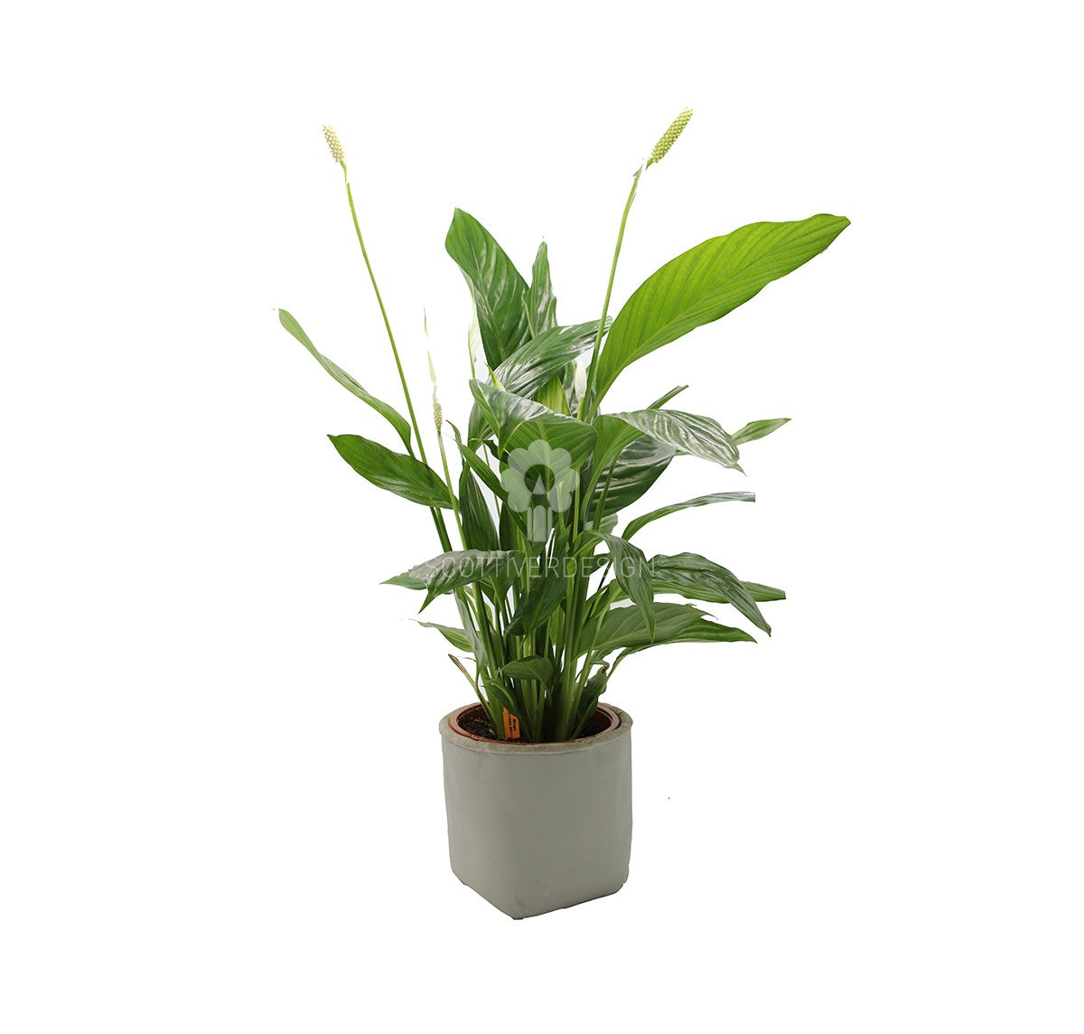 Pianta di Spatifillo : piante fiorite da appartamento - Spatifillo-17