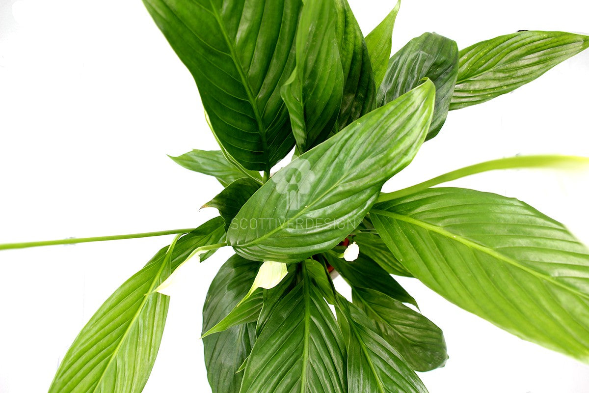 Pianta di Spatifillo : piante fiorite da appartamento - Spatifillo-17