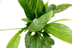 Pianta di Spatifillo : piante fiorite da appartamento - Spatifillo-17