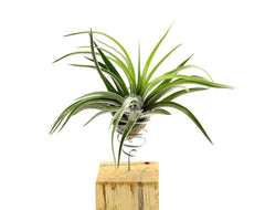 Bomboniere green: Piantine di Tillandsia su cubo di legno - Tllandsia-su-cubo-di-legno