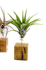 Bomboniere green: Piantine di Tillandsia su cubo di legno - Tllandsia-su-cubo-di-legno