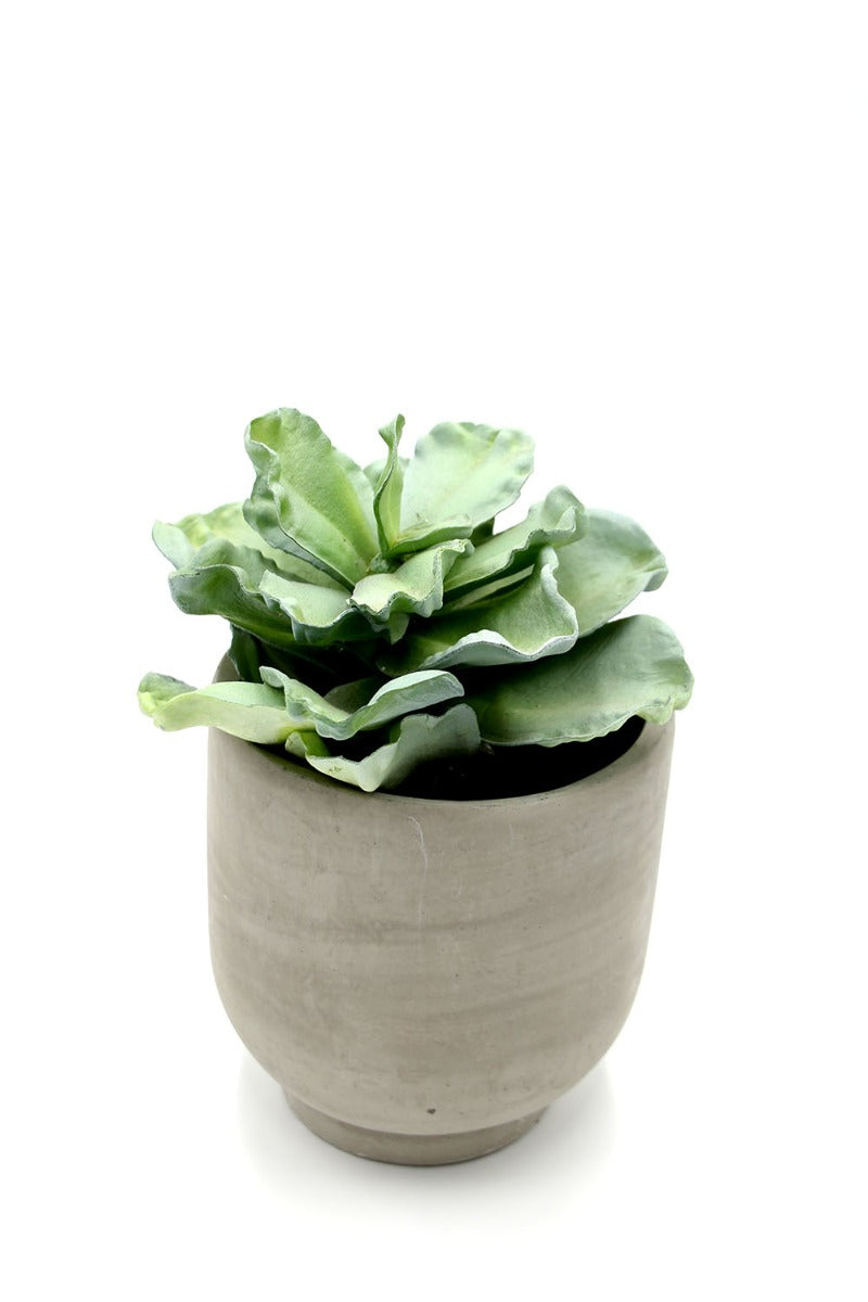 Pianta Succulenta artificiale H22 - 231608,95