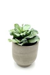 Pianta Succulenta artificiale H22 - 231608,95