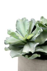 Pianta Succulenta artificiale H22 - 231608,95