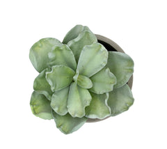 Pianta Succulenta artificiale H22 - 231608,95