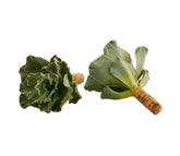 Pianta Succulenta artificiale H20 - 231606,95