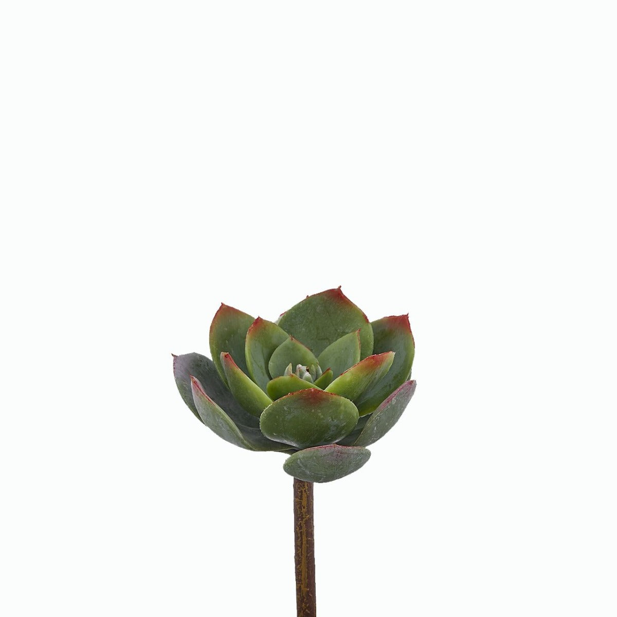 Echeveria Alata Pick H15 D12 - 232202