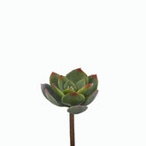 Echeveria Alata Pick H15 D12 - 232202