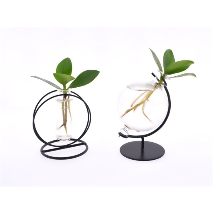 Clusia Princess Idroponica in provetta - Clusia Princess in provetta