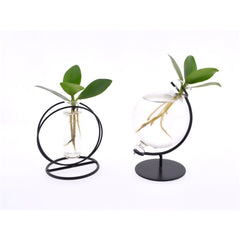 Clusia Princess Idroponica in provetta - Clusia Princess in provetta