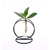 Clusia Princess Idroponica in provetta - Clusia Princess in provetta