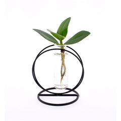 Clusia Princess Idroponica in provetta - Clusia Princess in provetta