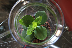 Pianta di Clusia in Terrarium con luce led - Clusia led in terrarium