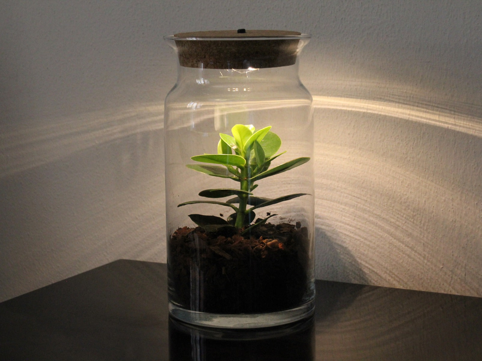 Pianta di Clusia in Terrarium con luce led - Clusia led in terrarium