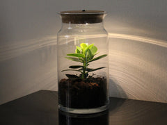 Pianta di Clusia in Terrarium con luce led - Clusia led in terrarium