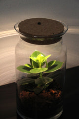 Pianta di Clusia in Terrarium con luce led - Clusia led in terrarium